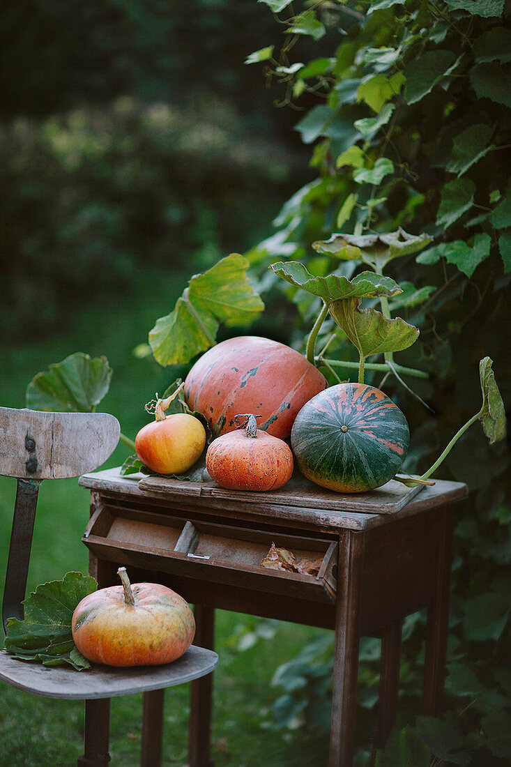 Kürbisse auf Vintage-Tisch und Stuhl im Garten