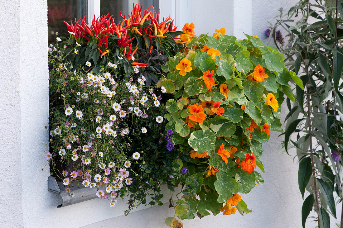 Balcony box with nasturtium, ornamental pepper 'Medusa, ' and Spanish daisy by the window