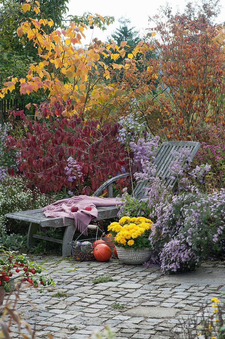 Liegestuhl am Herbstbeet mit Aster, Schneeball und Ahorn, Chrysantheme 'Rico Yellow' im Korb