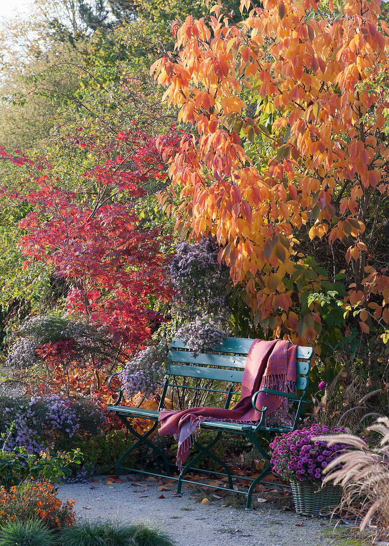 Bench on the bed with ornamental cherry, Japanese maple, and asters