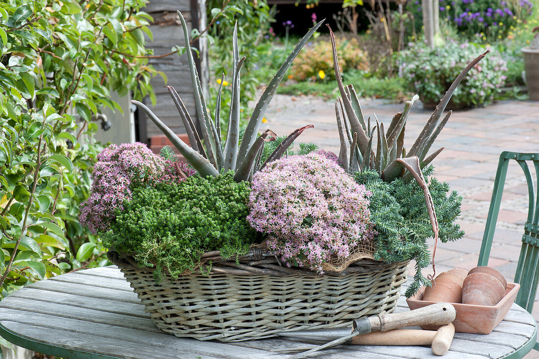 Basket box planted with succulents: aloe vera, 'Pure Joy' sedum, and Jenny's stonecrop