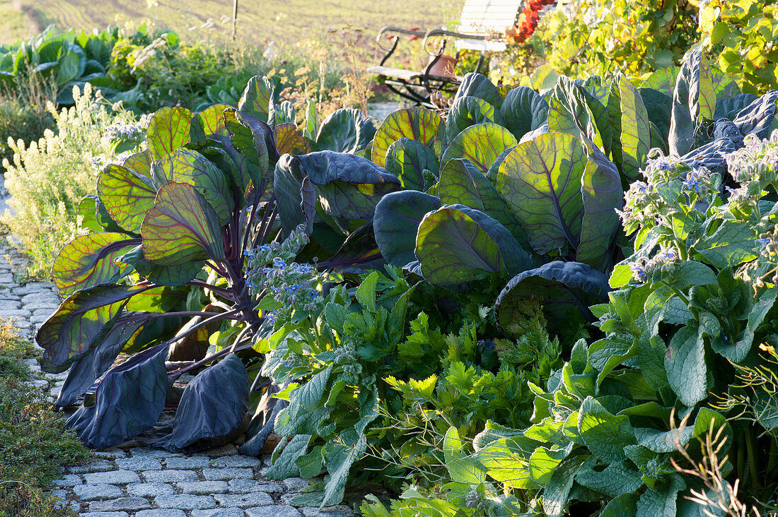 Vegetable patch with Brussels sprouts 'rubies', celery and borage