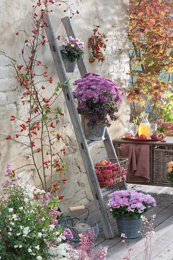 Vertical planting saves space: pots with chrysanthemum, Sedum spurium, cyclamen, basket with apples on wooden ladder, Snowberry, Japanese maple, branch with rose hips