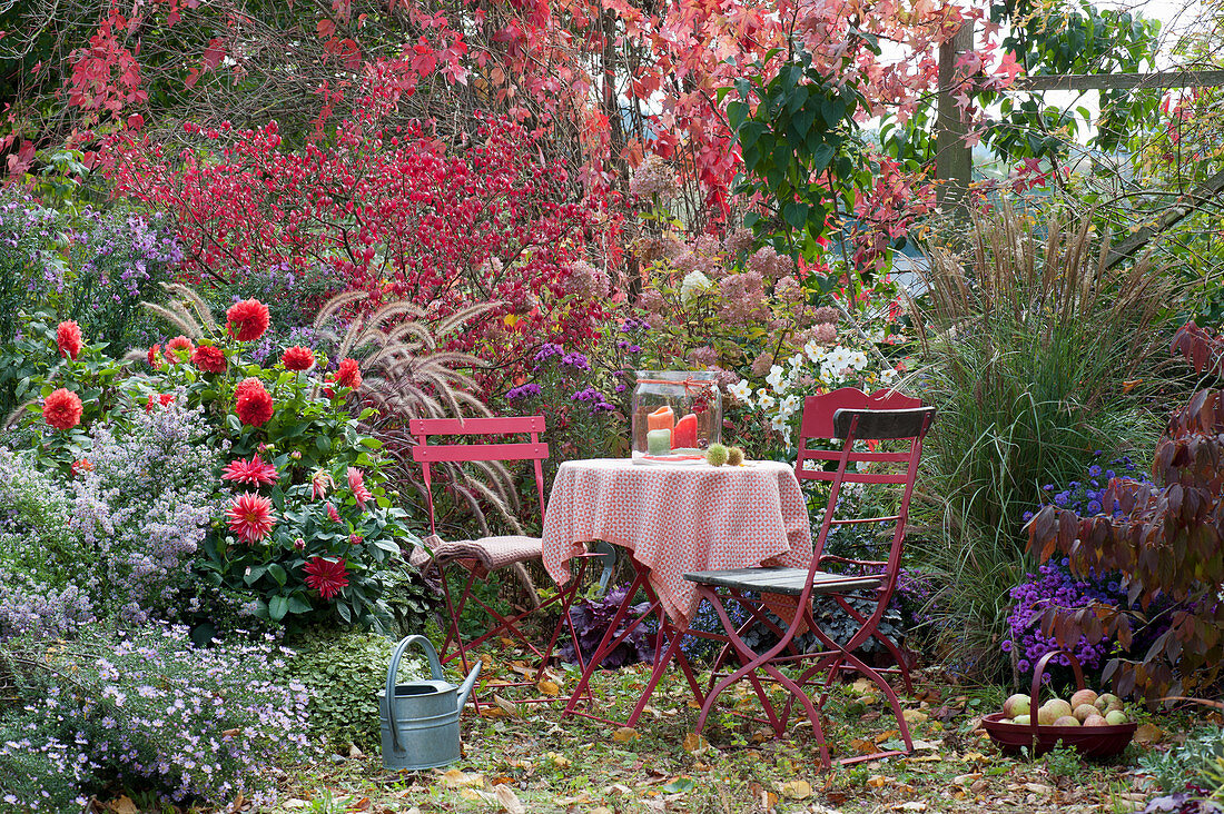 Seat in the autumn garden on the bed with aster, dahlia, panicle hydrangea, autumn anemone, spindle bush, feather reed grass, and fountain grass