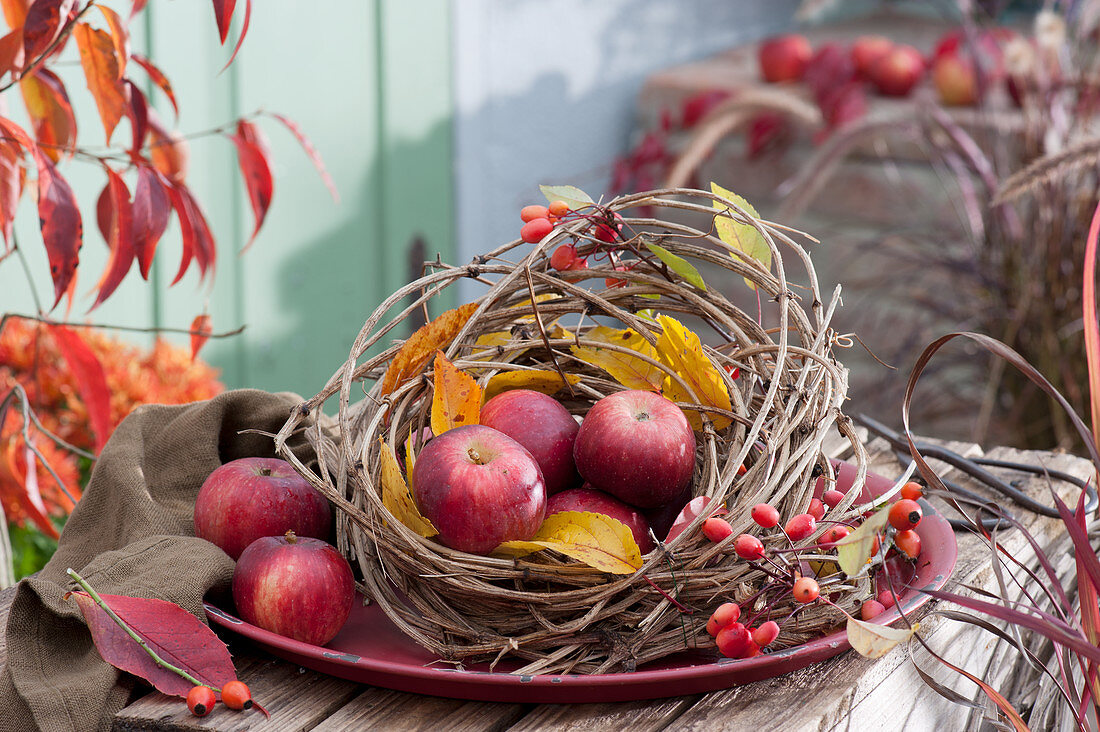 Frisch gepflückte Äpfel in Nest aus Clematisranken auf Tablett