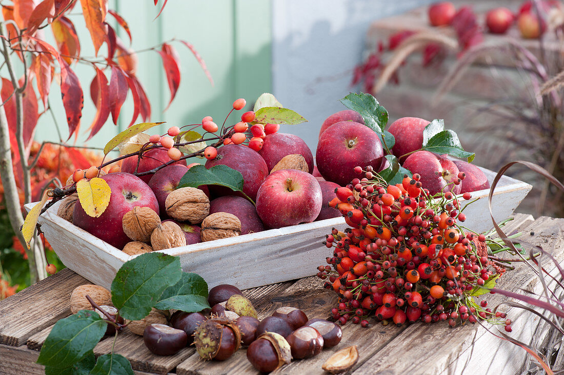 Autumn still life with apples, walnuts, chestnuts, and a bouquet of rosehips
