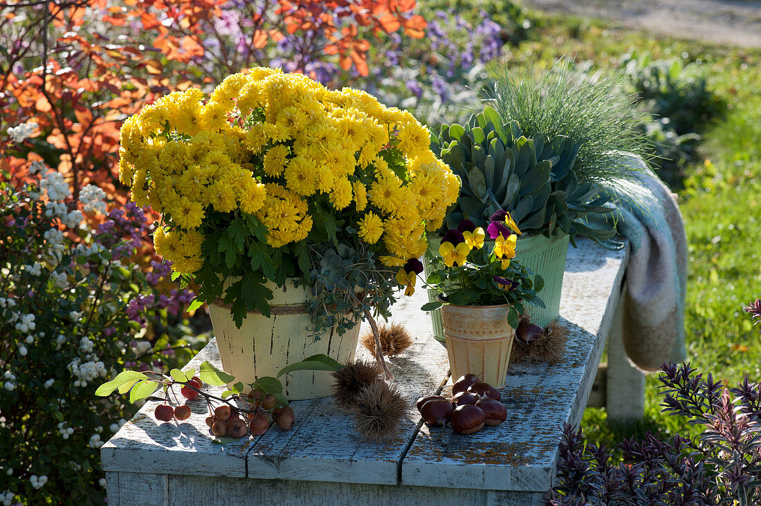 Yellow chrysanthemum Dreamstar 'Hami', horned violet, and blue fescue on a garden bench