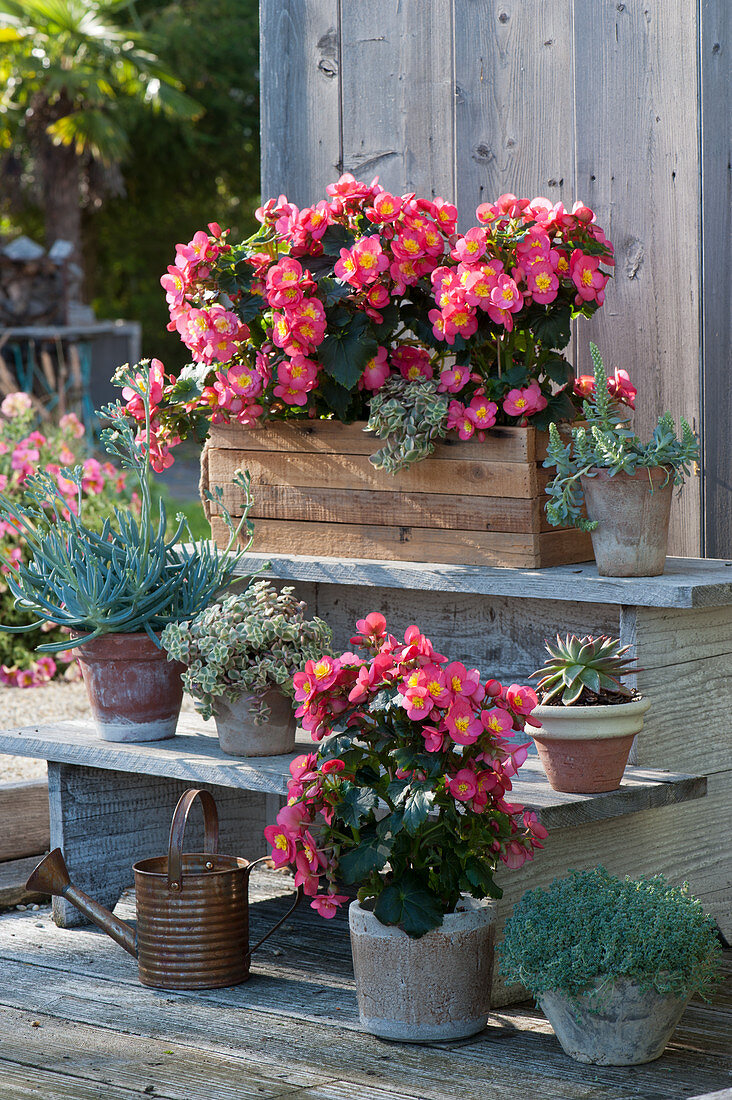 Begonias 'Valentino Pink', ragwort 'Blue Finger', Chinese dunce cap, echeveria, and sedum plant on flower stairs