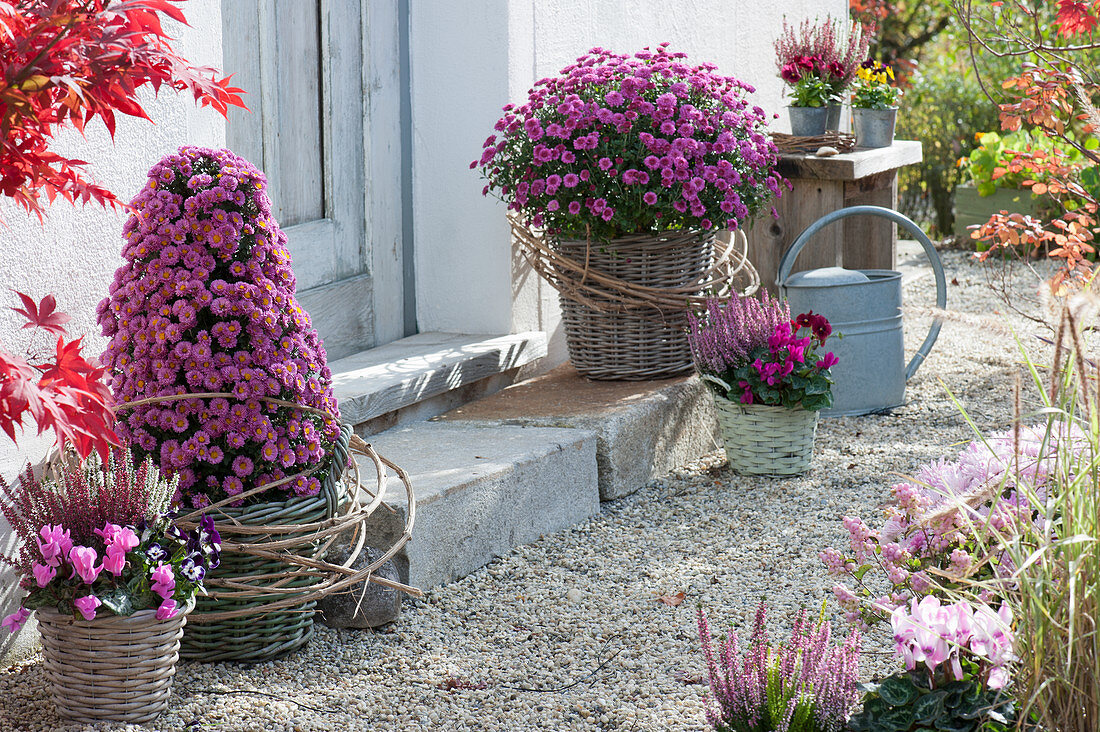 Chrysanthemum Dreamstar 'Pan Lilac', 'Cupido' drawn as a pyramid, tendrils of five-leaved ivy as a cuff, bud heather, cyclamen, and pansy