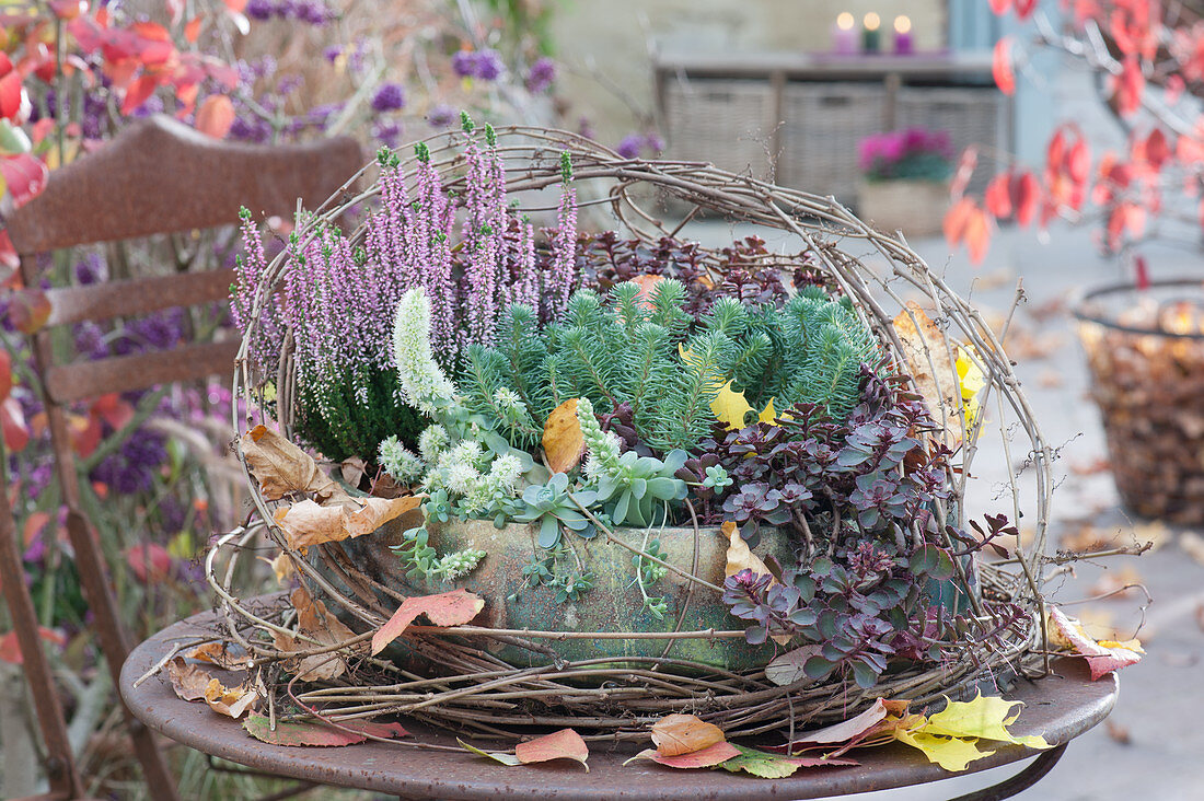 Autumn bowl with sedum plant 'Green Ball', 'Fuldaglut' Sedum spurium, Chinese dunce cap and budding heather 'Gardengirls'