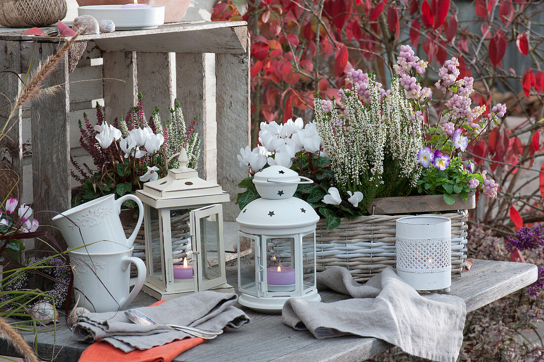 Autumn arrangement with 'Garden Girls' 'Twin Girls', cyclamen, snowberries, horned violets, lanterns, and mugs