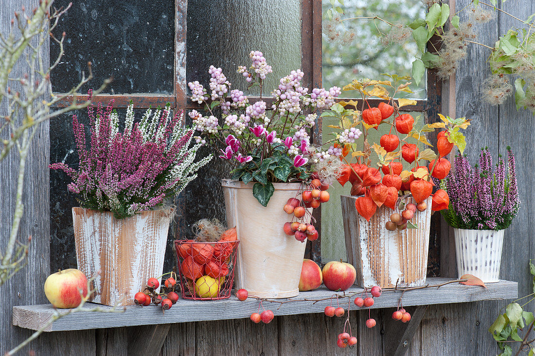 Autumn pot arrangement at the garden house: Knospenheide 'Twin Girls' 'Gardengirls', snowberry, cyclamen, Chinese lantern