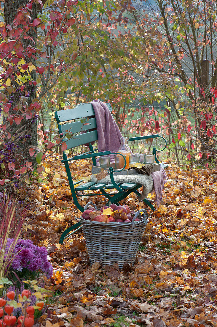 Basket with apples next to a bench in an autumn garden