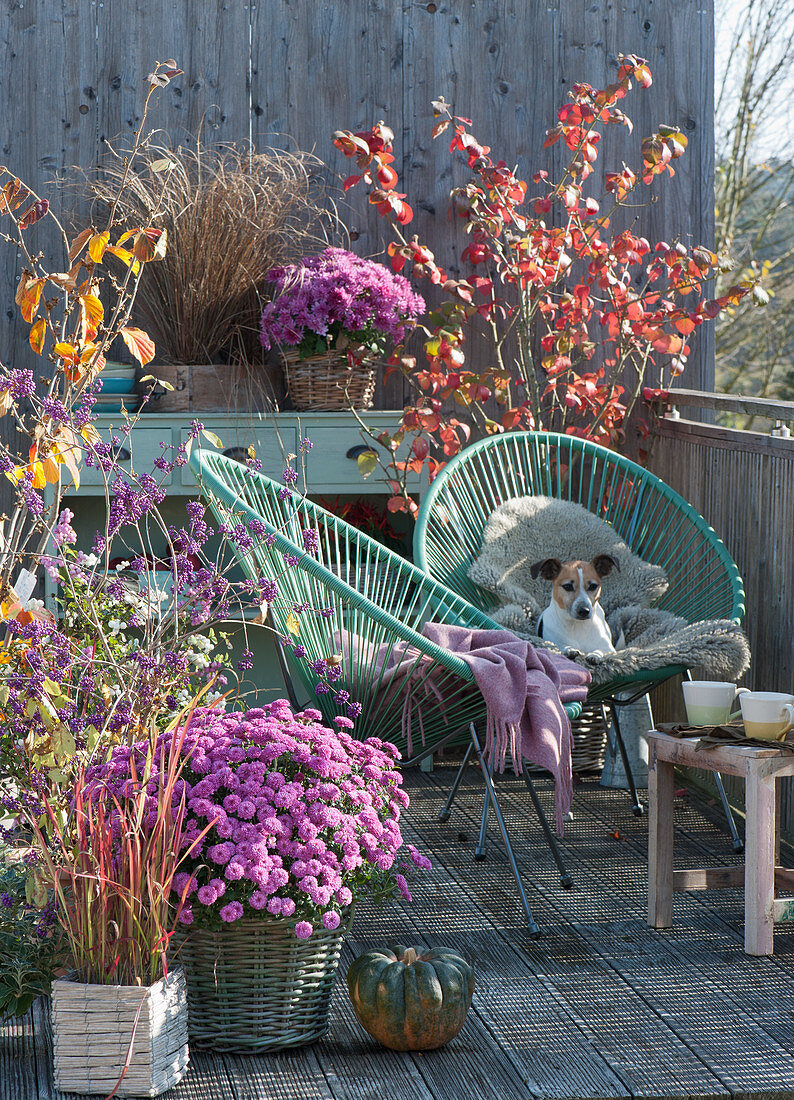 Autumn balcony with chrysanthemums, love bead shrub, snowball and grass, the dog Zula cuddles on fur in an armchair