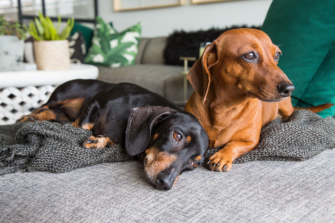 Two dachshunds on blanket on sofa
