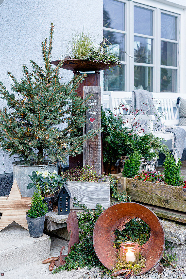 Weihnachtlich dekorierte Blaufichte mit Lichterkette auf der Terrasse