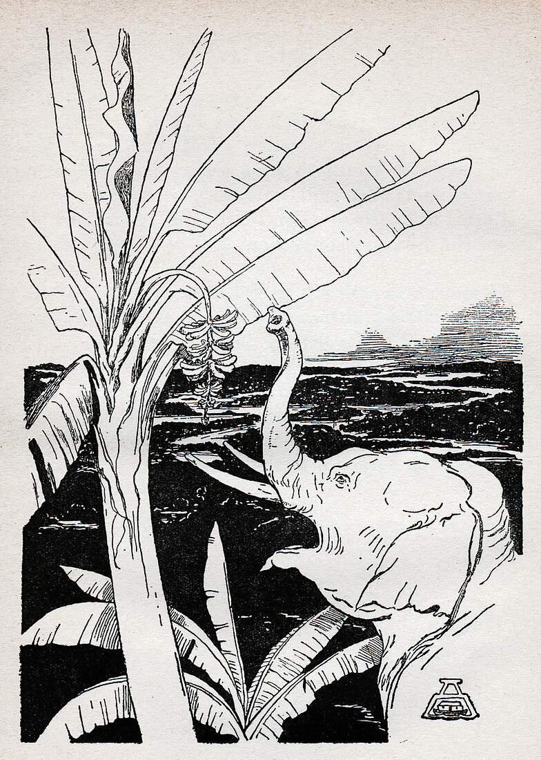 The Elephant's Child, illustration