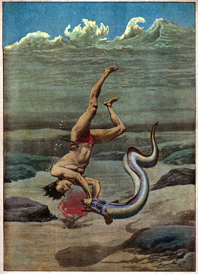 Duke Kahanamoku attacked by eel, illustration