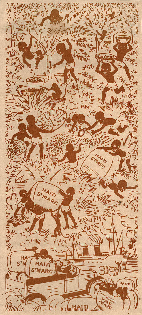Coffee harvest in Haiti, illustration