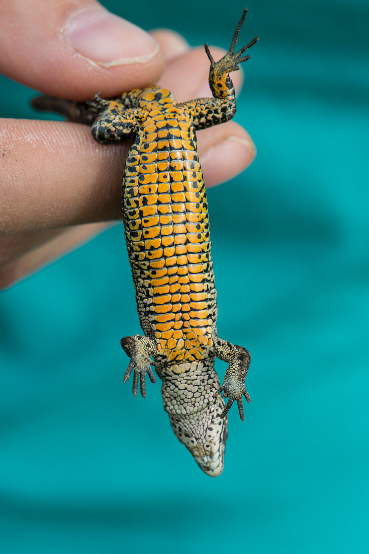 Lizard being examined by an ecological researcher