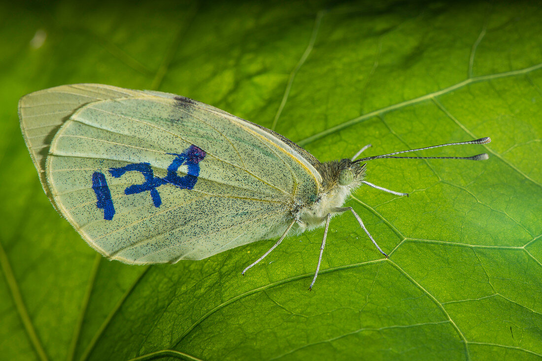 Lepidopteran labelled for ecological research