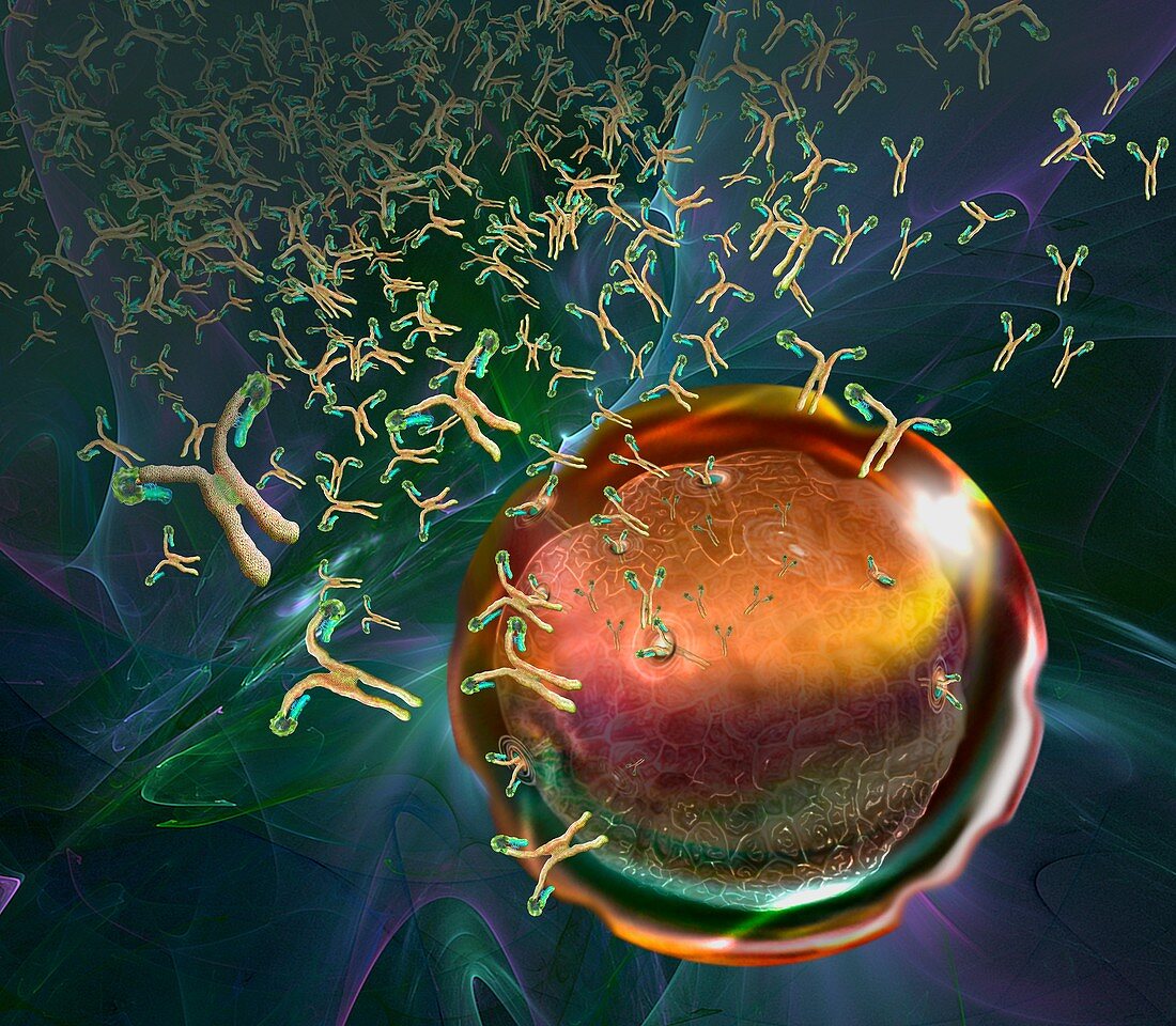 Antibodies attaching to a pathogen, illustration