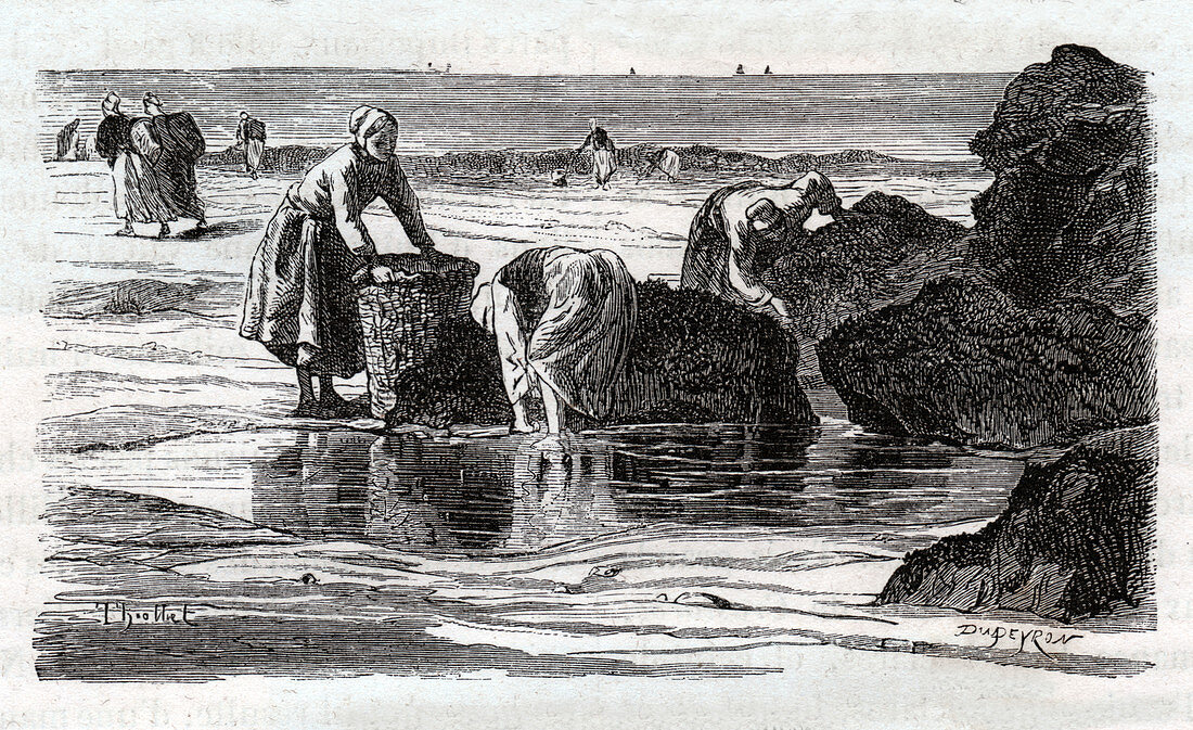 Mussels fishing, illustration