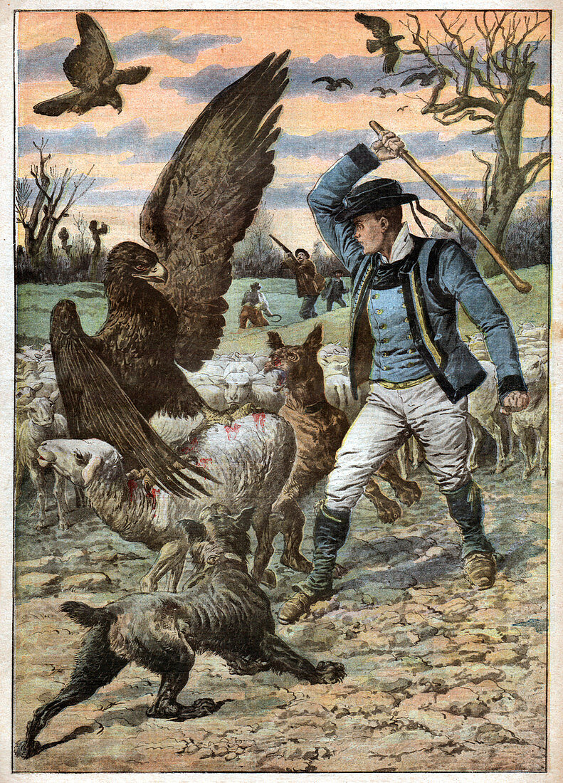 Eagles attack sheep, illustration