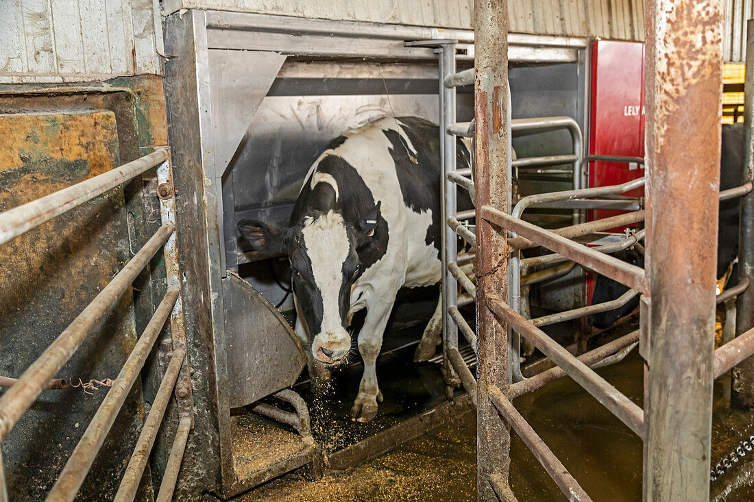 Automated milking stall on dairy farm