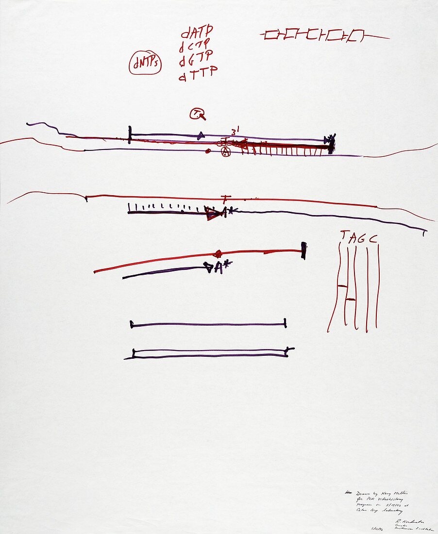 Polymerase chain reaction drawing by Mullis, 1992