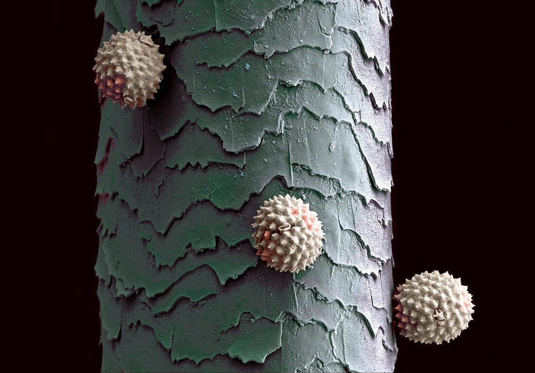 Human hair with plant pollen, SEM