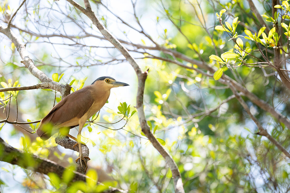 Nankeen night heron