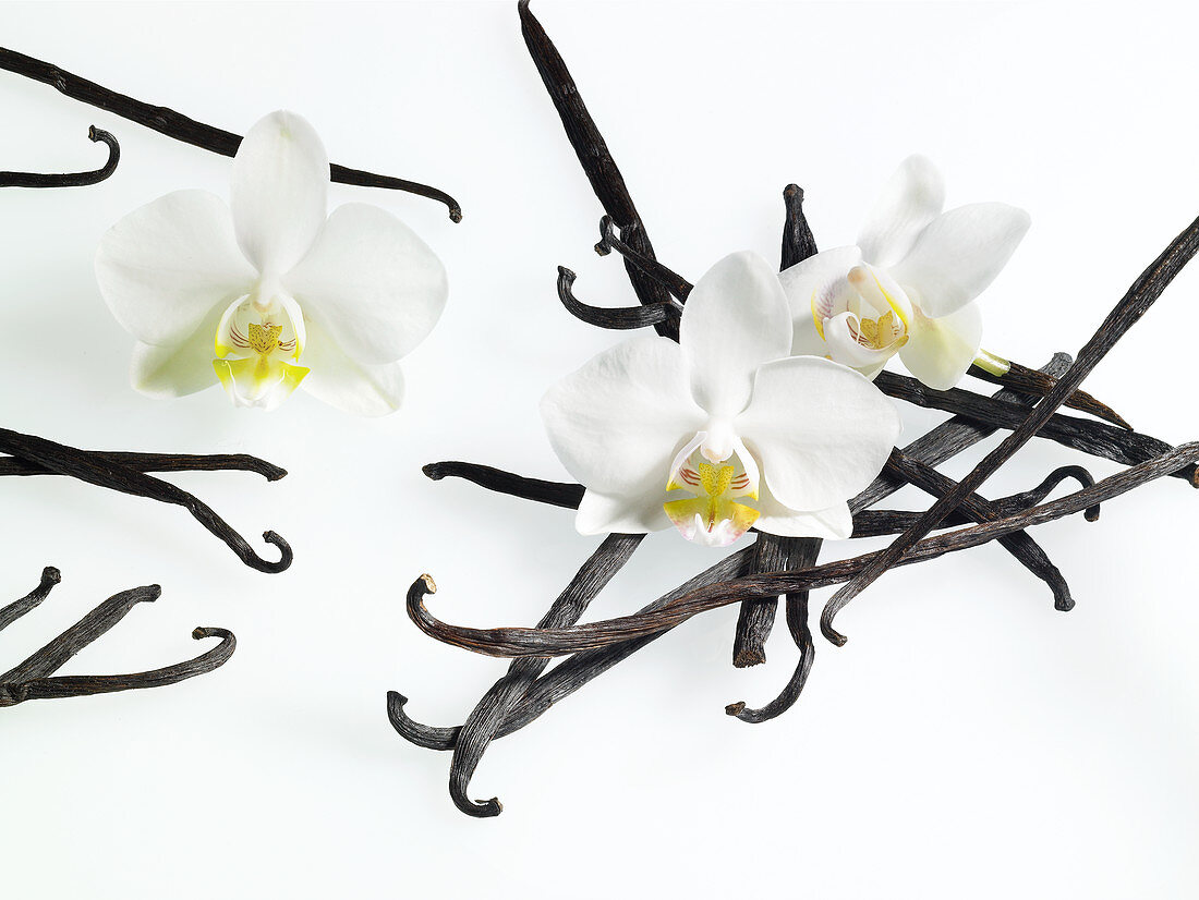 Vanilleschoten mit Orchideenblüten auf weißem Untergrund