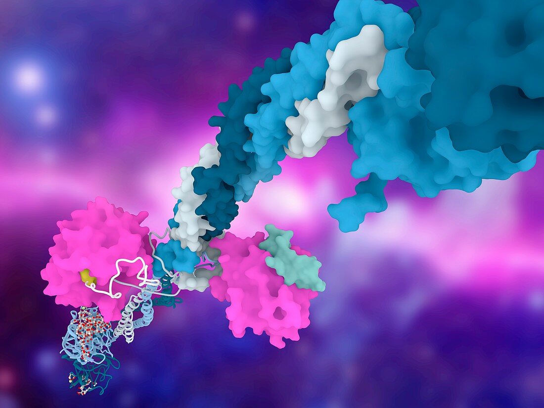 Thrombin complexed with fibrinogen, molecular model