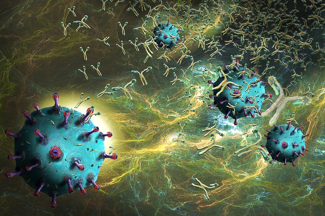 Antibodies responding to coronavirus particles, illustration