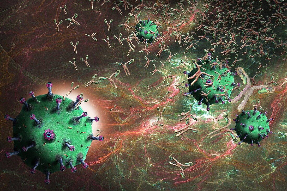 Antibodies responding to coronavirus particles, illustration