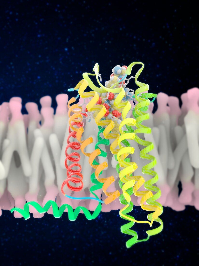 Coronavirus host cell receptor with antibody, illustration