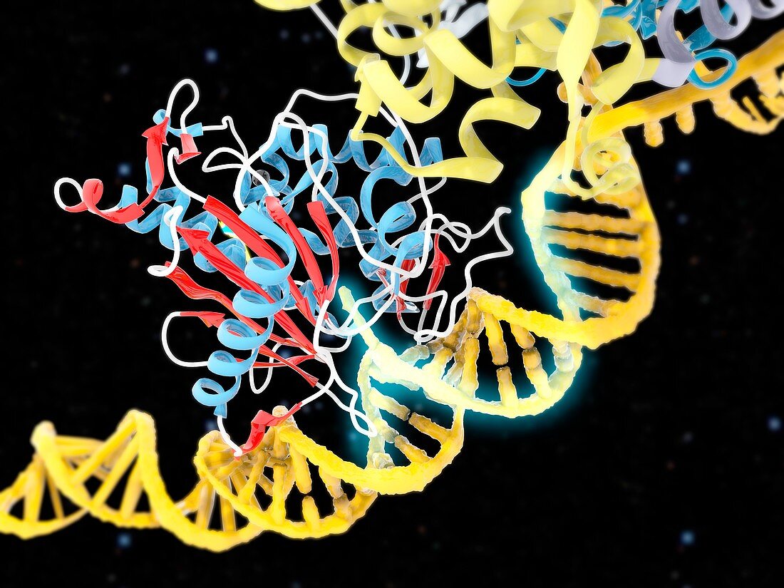 CRISPR-Cas9-ABE gene editing complex, illustration