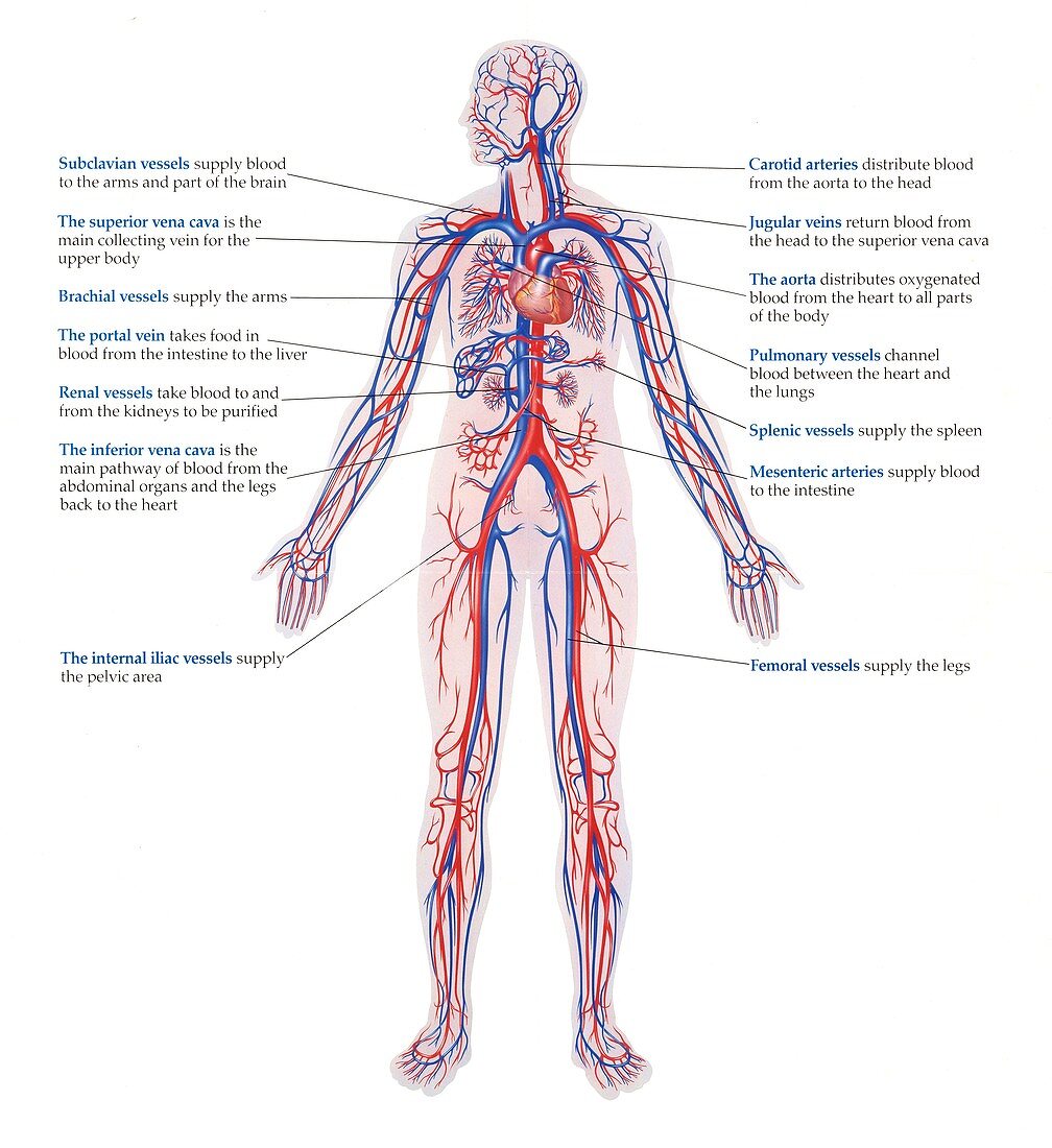 Human circulatory system, illustration