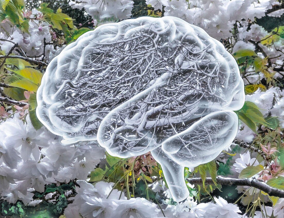 Brain in Alzheimer's disease, conceptual illustration