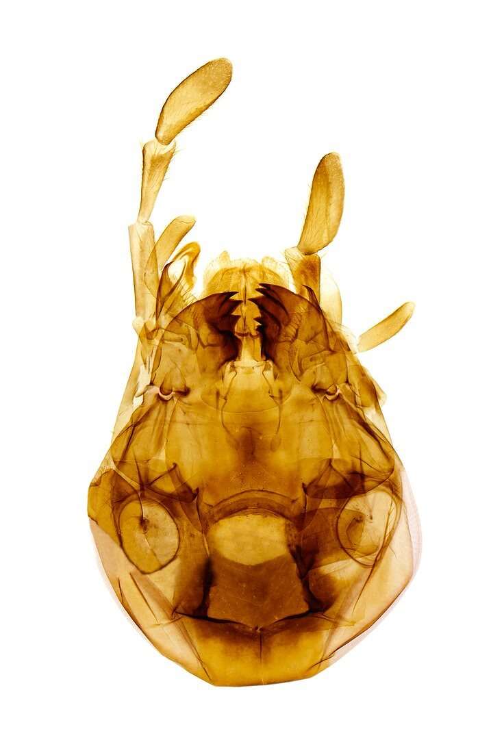 Cockroach mouth parts, light micrograph