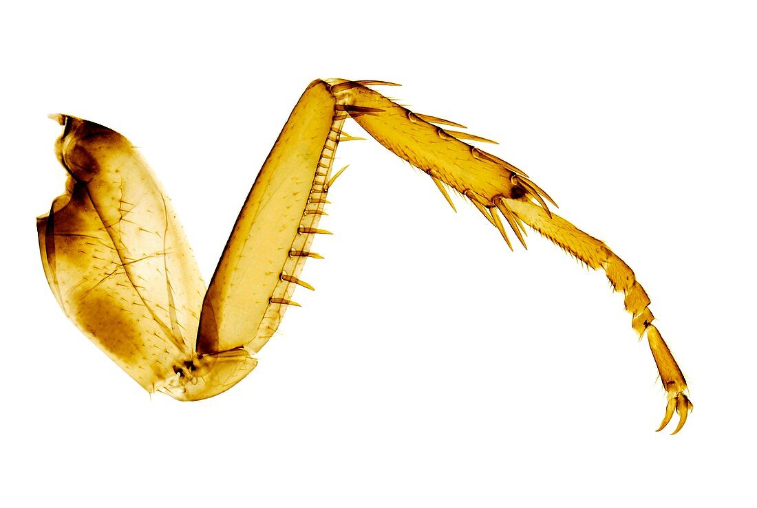 Cockroach leg, light micrograph