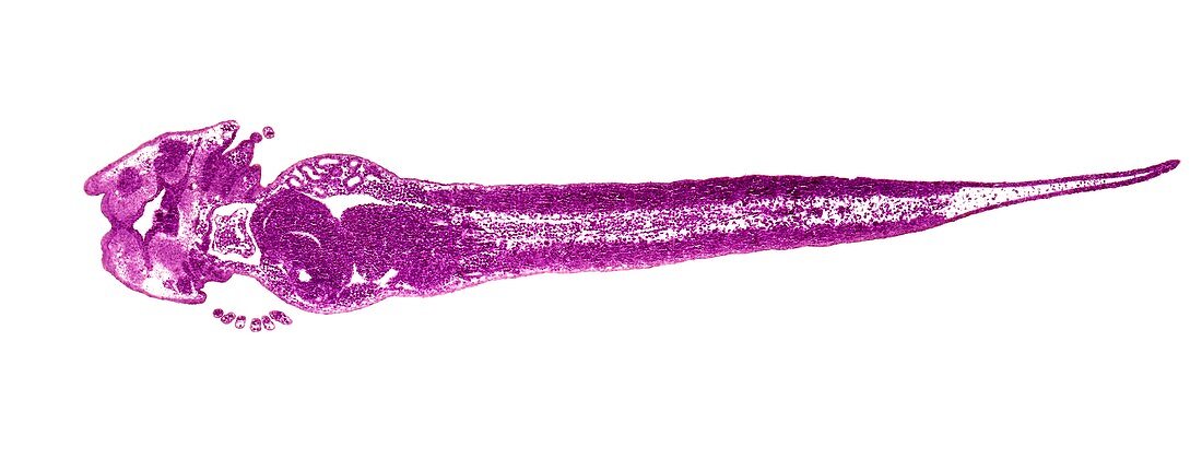 Frog tadpole, light micrograph