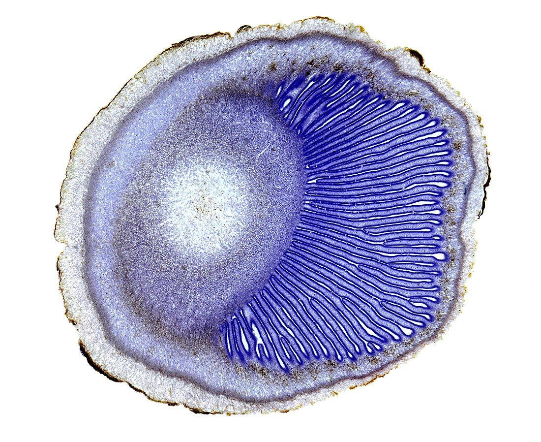 Coprinus mushroom section, light micrograph