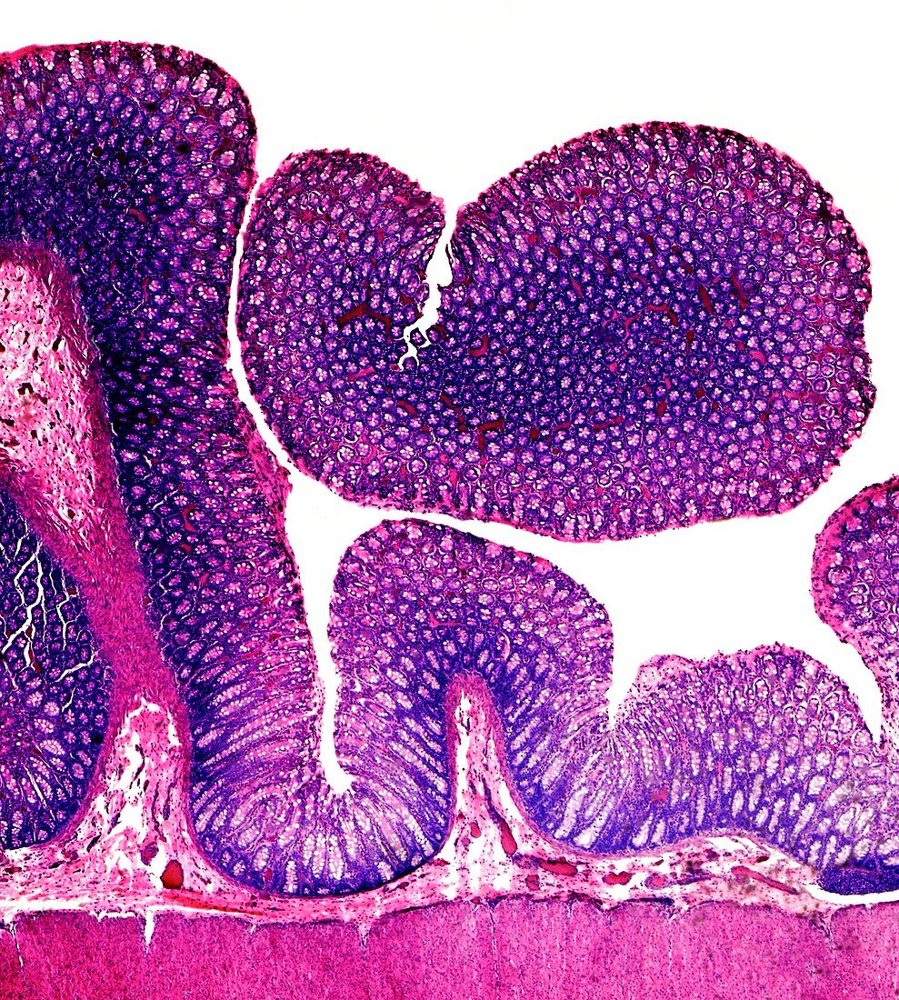 Dog rectum tissue section, light micrograph