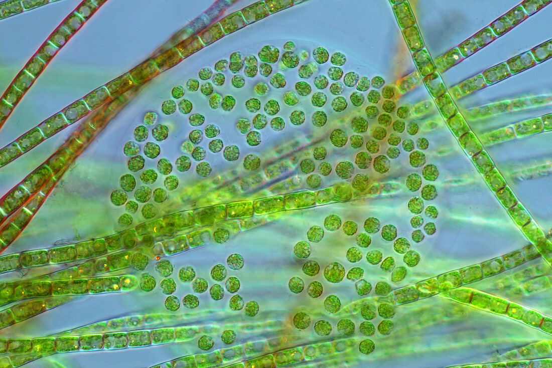 Colonial green and filamentous algae, light micrograph