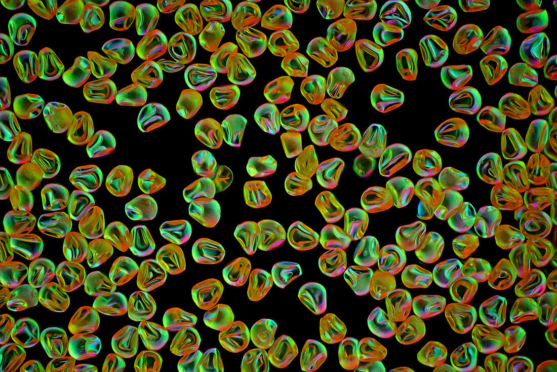 Corn (Zea mays) pollen grains, light micrograph