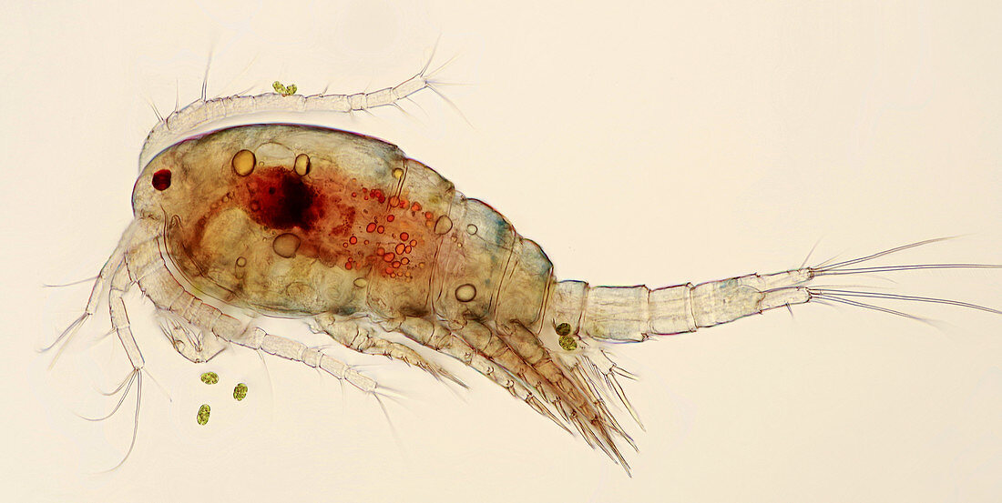 Cyclops copepod, light micrograph