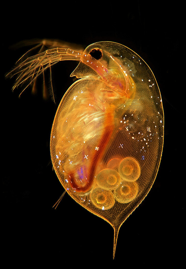 Daphnia water flea with eggs, light micrograph