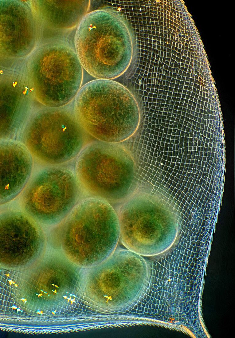 Daphnia water flea eggs, light micrograph